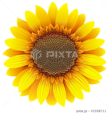 Vector Sunflower Icon Vector Sunflower Icon 43398711