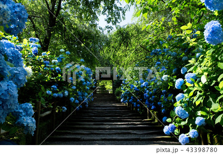 鎌倉明月院 紫陽花 2018 鎌倉明月院 紫陽花 2018 43398780
