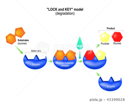 Lock and key model. Degradation 43399028