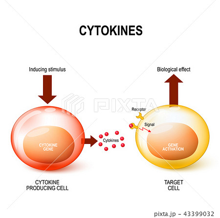Cytokinesのイラスト素材