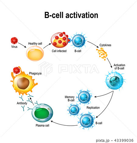 Activation Of B Cell Leukocytesのイラスト素材