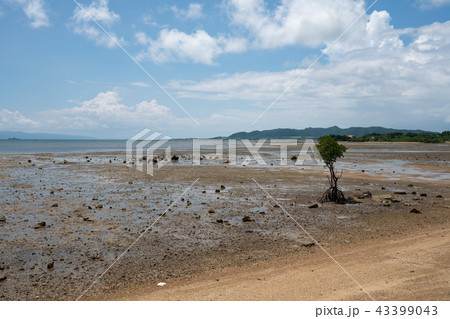 石垣島 名蔵湾(干潮時) 43399043