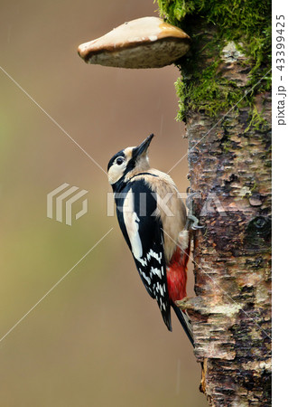 Great spotted woodpecker hiding on a rainy day 43399425