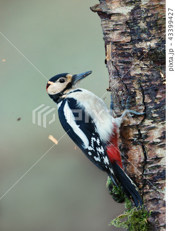 Great spotted woodpecker pecking a birch tree 43399427