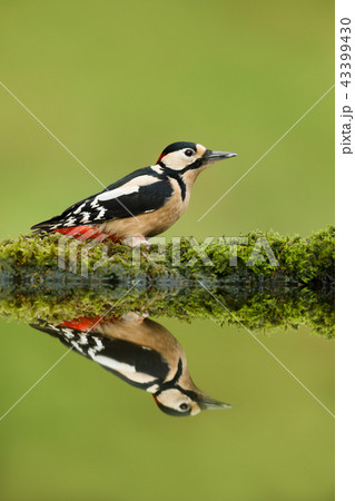 Close up of Great spotted woodpecker Close up of Great spotted woodpecker 43399430