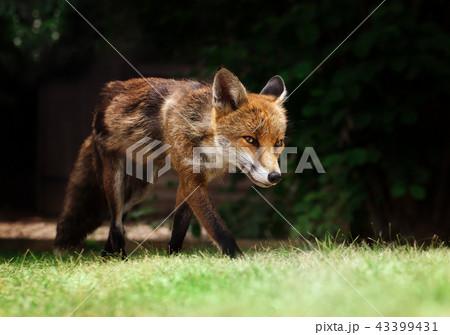 Close up of a red fox walking on the grass 43399431
