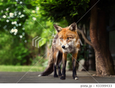 Close-up of Red fox standing on the patio decking 43399433