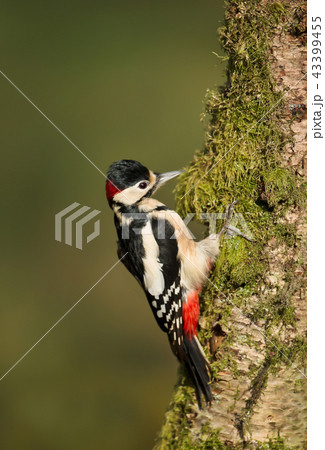 Great spotted woodpecker pecking on a birch tree 43399455