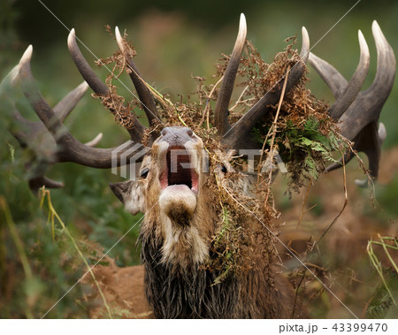 Close Up Of A Red Deer Stag Bellowingの写真素材 43399470 Pixta