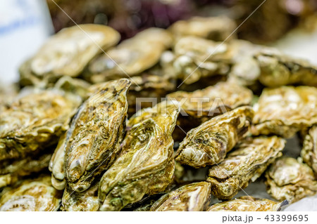 Fresh oysters on market display 43399695