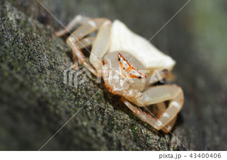 アズチグモ 43400406