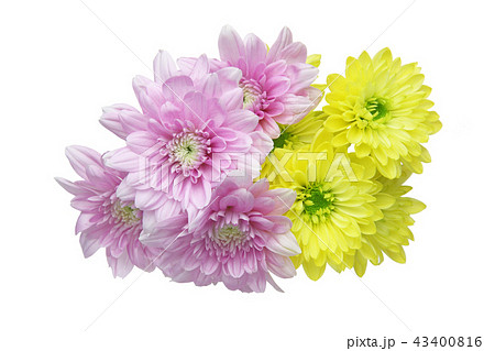 菊の花束 菊の花束 43400816