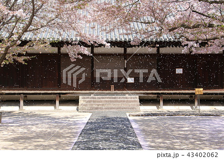 桜 さくら サクラ 花吹雪 桜吹雪 西郷寺 尾道 桜 さくら サクラ 花吹雪 桜吹雪 西郷寺 尾道 43402062