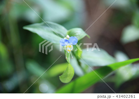 ツユクサ 43402261