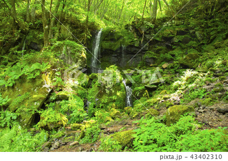 夏のたまだれの滝 43402310