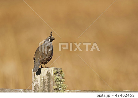 Male California quail, C. californica, on post 43402455