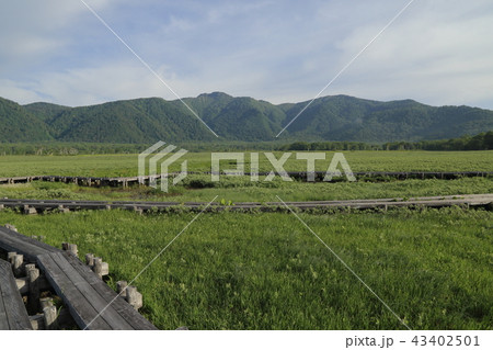 初夏の早朝の尾瀬ヶ原の風景 43402501