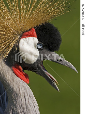 Close up Gray-crowned Crane, Balearica regulorum 43402570