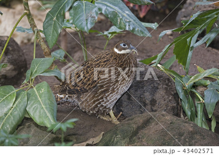 Imperial Pheasant, Lophura imperialis, in cover 43402571