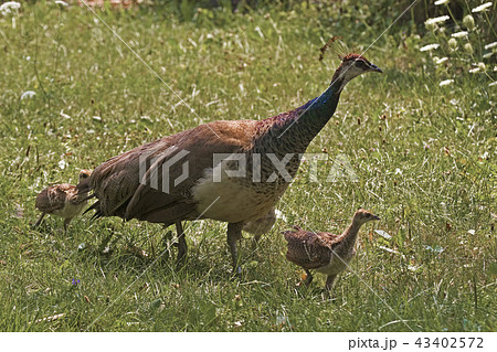 Female Indian Peafowl, Pavo cristatus, with young 43402572