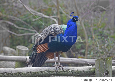 Resting Indian Peafowl, Pavo cristatus 43402574