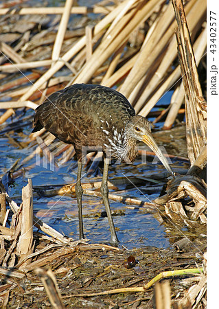 Limpkin, Aramus guarauna, hunting in reeds 43402577