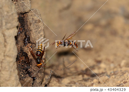 生き物　昆虫　モンスズメバチ、飛翔。肩と腰の赤は必ず入る？全体的には黒っぽい感じでしょうか 43404329
