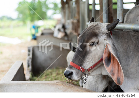 Cow eating grass in the cowshed 43404564