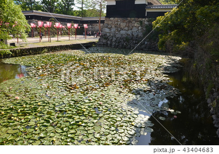 高知 高知 43404683