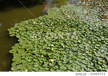 高知 高知 43404753