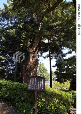 小田原城のビャクシン 小田原城のビャクシン 43404968