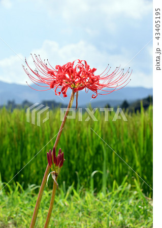 坂元棚田 43405195