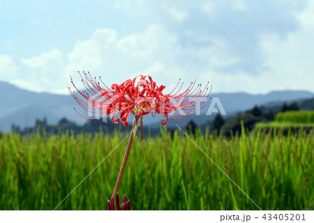 坂元棚田 43405201