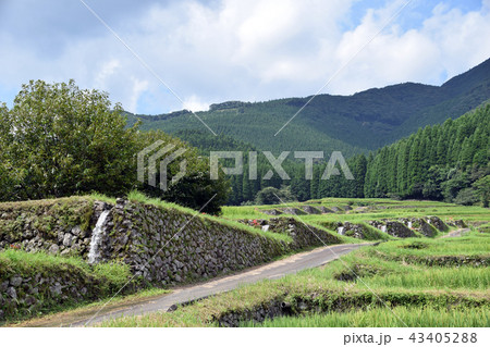 坂元棚田 43405288