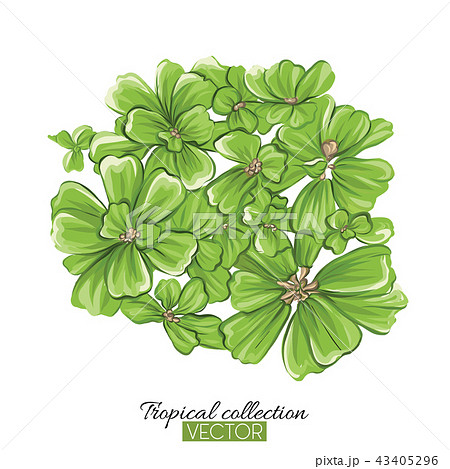 Tropical plant collection vector illustration isolated on white Tropical plant collection vector illustration isolated on white 43405296