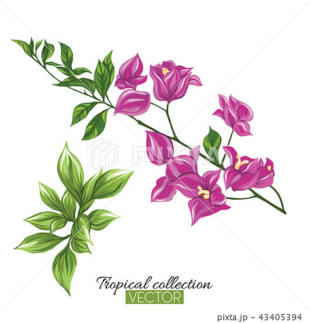 Beautiful hand drawn botanical vector illustration with bougainv 43405394