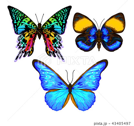 Set of color images of a butterfly. Hand drawn colorful vector i 43405497
