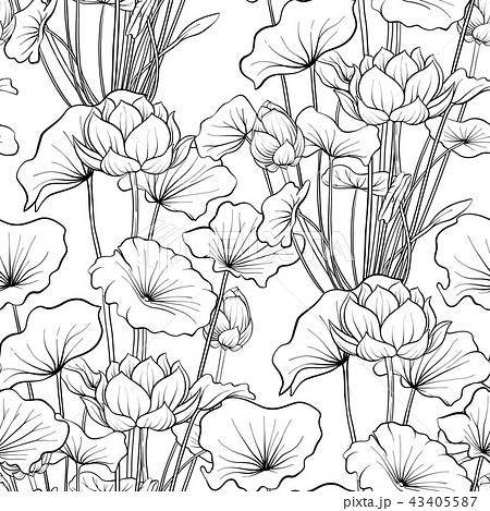 Seamless pattern, background with lotus flower. Botanical illust Seamless pattern, background with lotus flower. Botanical illust 43405587