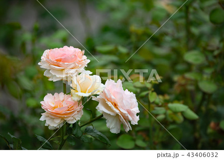 バラの花 バラの花 43406032