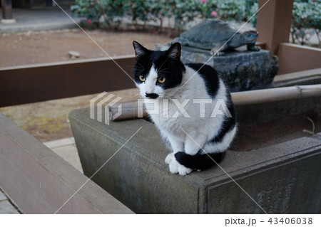 猫　手水舎 43406038