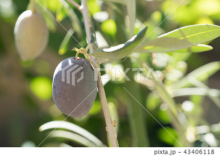 オリーブの実 鉢植えの写真素材