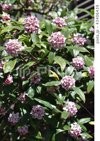 ジンチョウゲ(沈丁花) ジンチョウゲ(沈丁花) 43406439