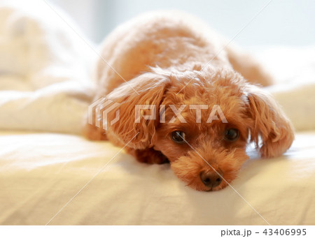 トイプードル 43406995