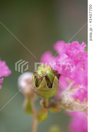 百日紅の実と花 43407700