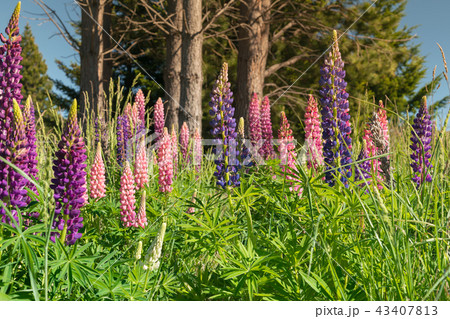 Lupin flower full bloom condition 43407813