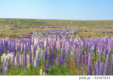 Beautiful full bloom lupin flower 43407833