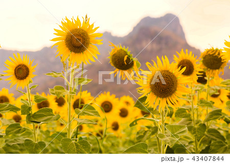 Sunflower field full bloom condition Sunflower field full bloom condition 43407844