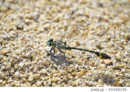 オオサカサナエ オオサカサナエ 43408140