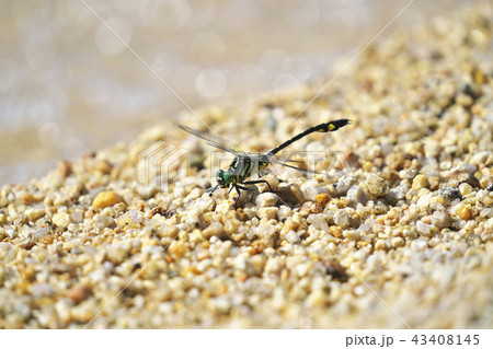 オオサカサナエ 43408145