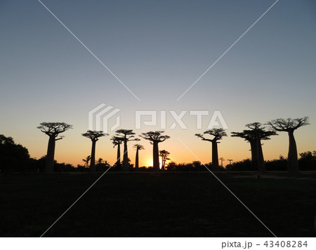 マダカスカル マダカスカル 43408284